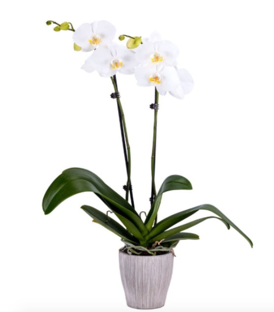 Phalaenopsis Orchid Plant - Lily Floral Designs LLC