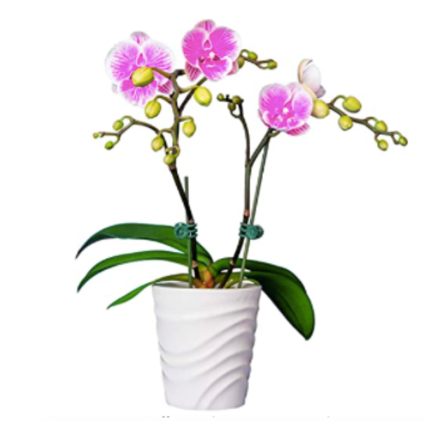 Phalaenopsis Orchid Plant - Lily Floral Designs LLC